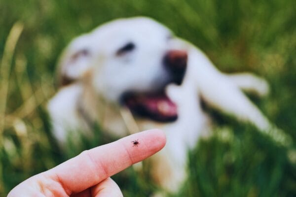 Ukłucie kleszcza może kosztować zdrowie. Jak się skutecznie chronić?
